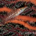 hawkfish_longnose_nw_h_0070_pal0078.jpg